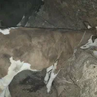 گاو سیمینتال اصل|حیوانات مزرعه|بیجار, |دیوار