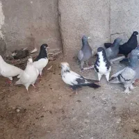 کبوتر (خرامه)|پرنده|شیراز, سعدیه شمالی|دیوار