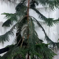 گل خانگی زیبا|گل و گیاه طبیعی|روانسر, |دیوار