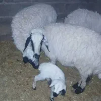 تعداد ۳۵ راس میش بره دار جوان  و بره