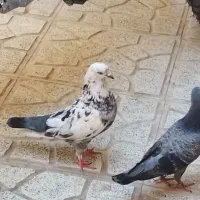 کفترنر معاوضه با ماده