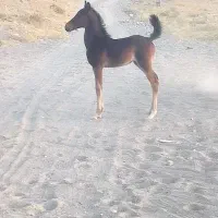 معاوضه اسب
