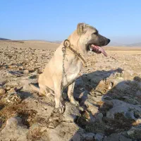 واگزاری سگ سرابی قیمت ۱۲ میلیون|سگ|دالاهو, |دیوار