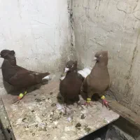 کفتر رنگی|پرنده|الوند, |دیوار