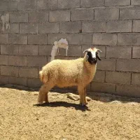 بره نر عربی درجه یک  * چاق و عالی