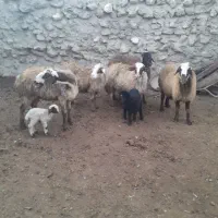 پنج راس میش