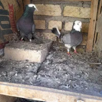 جفت ابلغ چایی     قابل ارسال به همه جای ایران