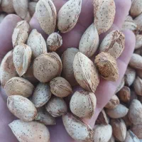 بادام فرانسوی پوست نازک