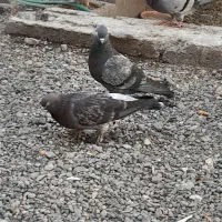 سبزمعلقی
