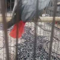 کاسکو سخن گو|پرنده|تهران, دریاچه شهدای خلیج فارس|دیوار