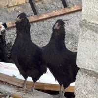 مرغ گلین لری