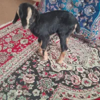 دوبز ویه کهره به فروش میرسد توافقی|حیوانات مزرعه|مرودشت, دولت آباد|دیوار