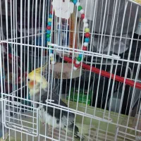 عروس هلندی نر|پرنده|چالوس, |دیوار