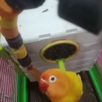 فروش ی جفت طوطی برزیلی