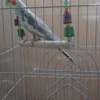 عروس هلندی|پرنده|پاکدشت, پاکدشت (مامازند)|دیوار