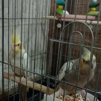 طوطی عروس هلندی مولد