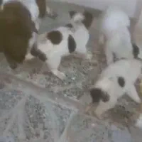 سگ با چهار تا توله