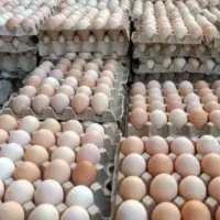 تخم مرغ نطفه دارگوشتی ومرغ مادرصددرصدتضمینی