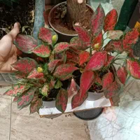 نخل نیکولای