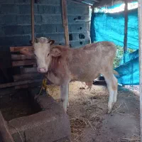 ورزاکوله چالوسی|حیوانات مزرعه|رشت, حومه رشت|دیوار