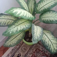 تعدادی گل بفروش میرسید