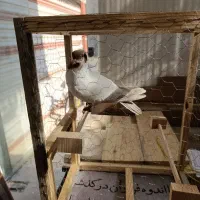 کبوتر کاکولی|پرنده|قزوین, |دیوار