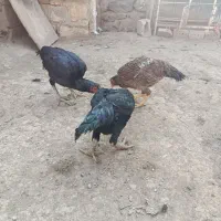 چهار عدد لاری|حیوانات مزرعه|شوط, |دیوار