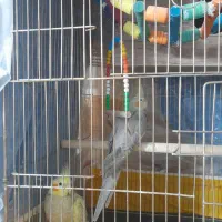 دوهفته عروس هلندی بایه جفت تخم گذاشته بقیمت