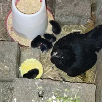 فروش مرغ و خروس کرمانشاهی|حیوانات مزرعه|تفت, |دیوار