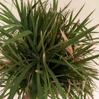 گل مرداب|گل و گیاه طبیعی|مشهد, کوی المهدی|دیوار