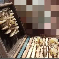 عسل خالص صددرصد طبیعی به شرط آزمایش