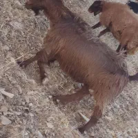 بز و ساورین|حیوانات مزرعه|زمکان, |دیوار