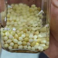 حلزون|خزنده|شیراز, بازار|دیوار