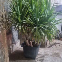 یوکا پر تنه دار سطل 60