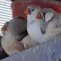 فنچ انگلیسی،اروپایی