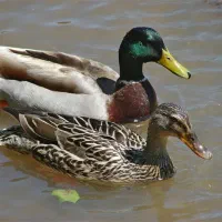 مرغ ، اردک ، بوقلمون محلی|حیوانات مزرعه|رشت, کوی جام جم|دیوار