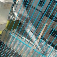 عروس هلندی سخنگوا|پرنده|کهنوج, |دیوار