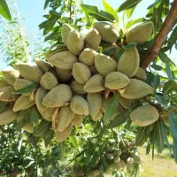 نهال بادام و گردو پربار و زودبازده لیبلدار|خدمات باغبانی و درختکاری|مرودشت, ثبت احوال|دیوار