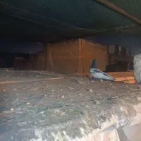 بهبونی|لوازم جانبی حیوانات|شیراز, کوشک میدان|دیوار