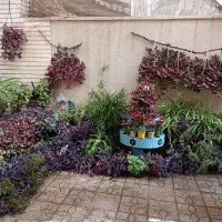 گلدان گل حیاط|گل و گیاه طبیعی|اصفهان, باغ دریاچه|دیوار