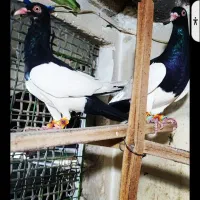 کبوتر‌یهودی‌مشگی