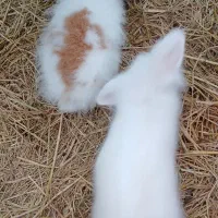 خرگوش پشمالو