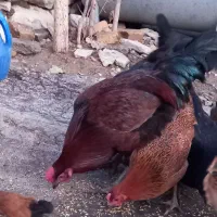 مرغ و خروس لکی