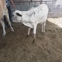 فروش دو راس گوساله نر