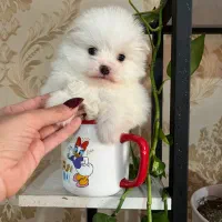 پامر خرسی ماده فنجونی تیکاپ تیکاپ|سگ|تهران, زعفرانیه|دیوار