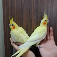 جوجه عروس هلندی لوتینو زعفرانی سرلاکی و دستی|پرنده|کرج, شهرک ولیعصر|دیوار