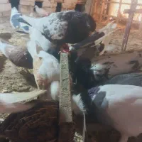 کبوتر|پرنده|بجنورد, |دیوار