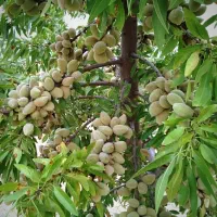 نهال بادام تونو اصل