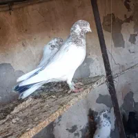 تعدادی کبوتر|پرنده|آبادان, |دیوار