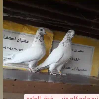 کفتر پرشی  چهارجفت|پرنده|کاشان, فرودگاه کاشان|دیوار